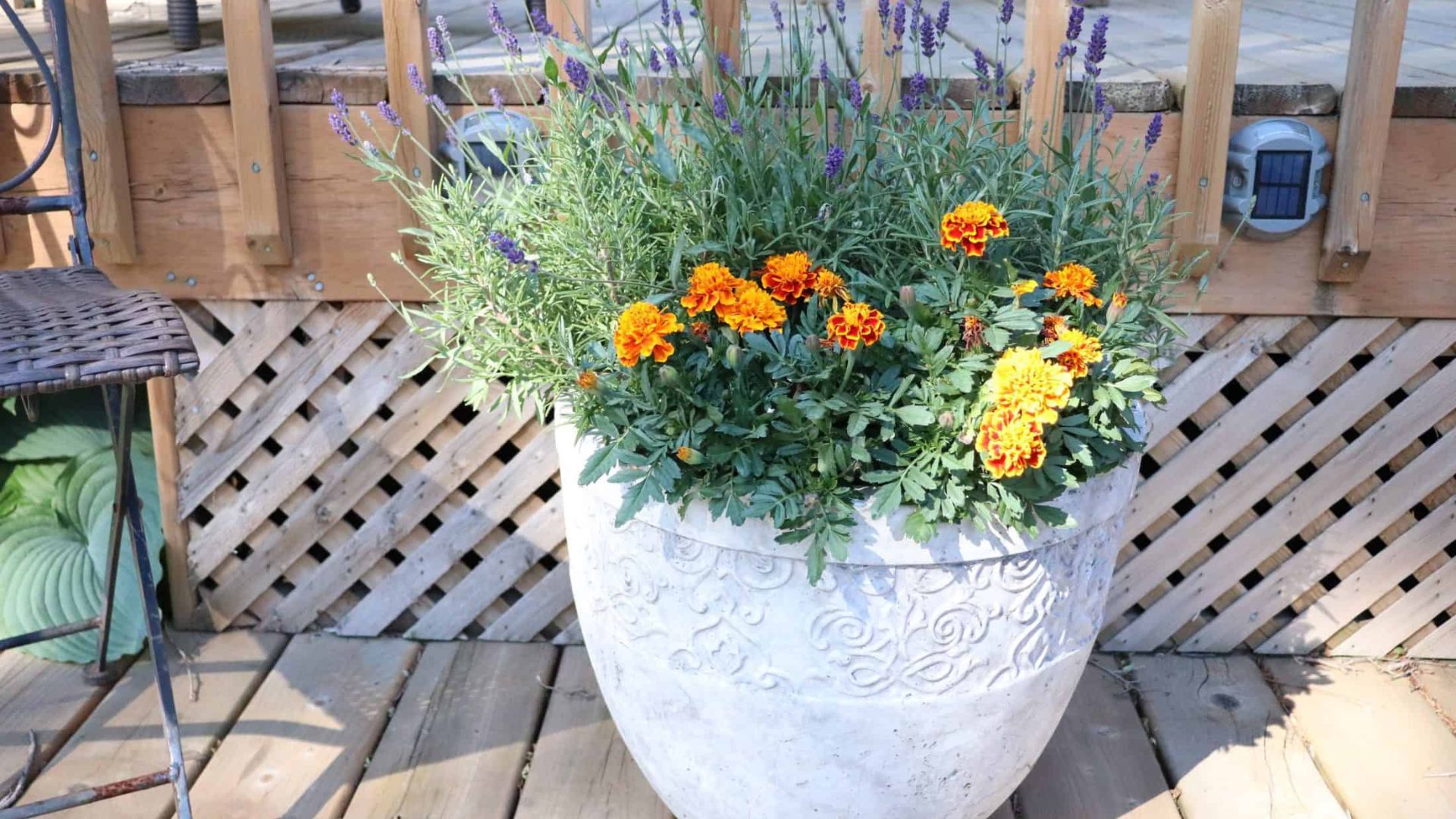 Insect Repelling Outdoor Plants Arrangements.