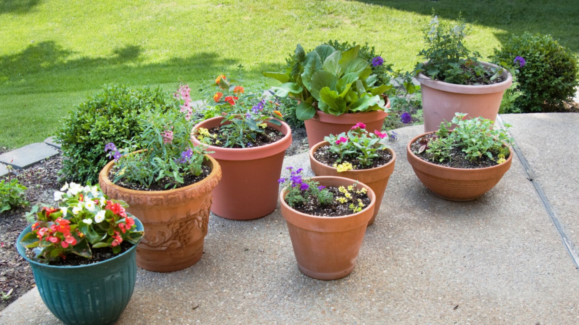 Insect Repelling Outdoor Plants Arrangements