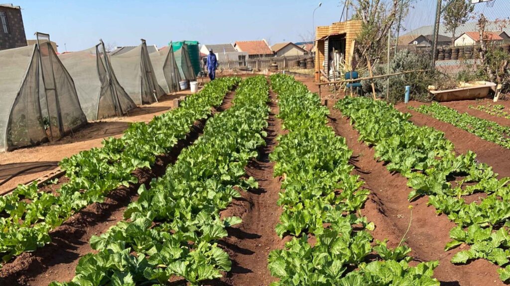 Local Communities Adopt Green Farming Practices