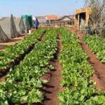 Local Communities Adopt Green Farming Practices