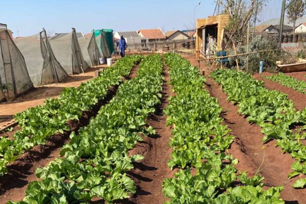 Local Communities Adopt Green Farming Practices
