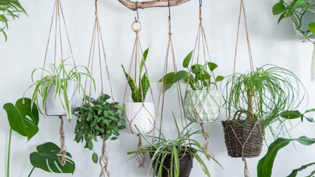 Low Maintenance Indoor Plants Selection