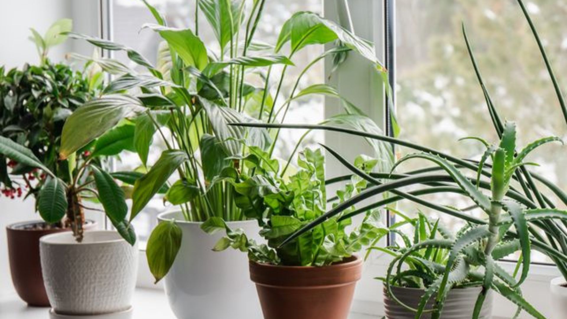 Low Maintenance Indoor Plants Selection