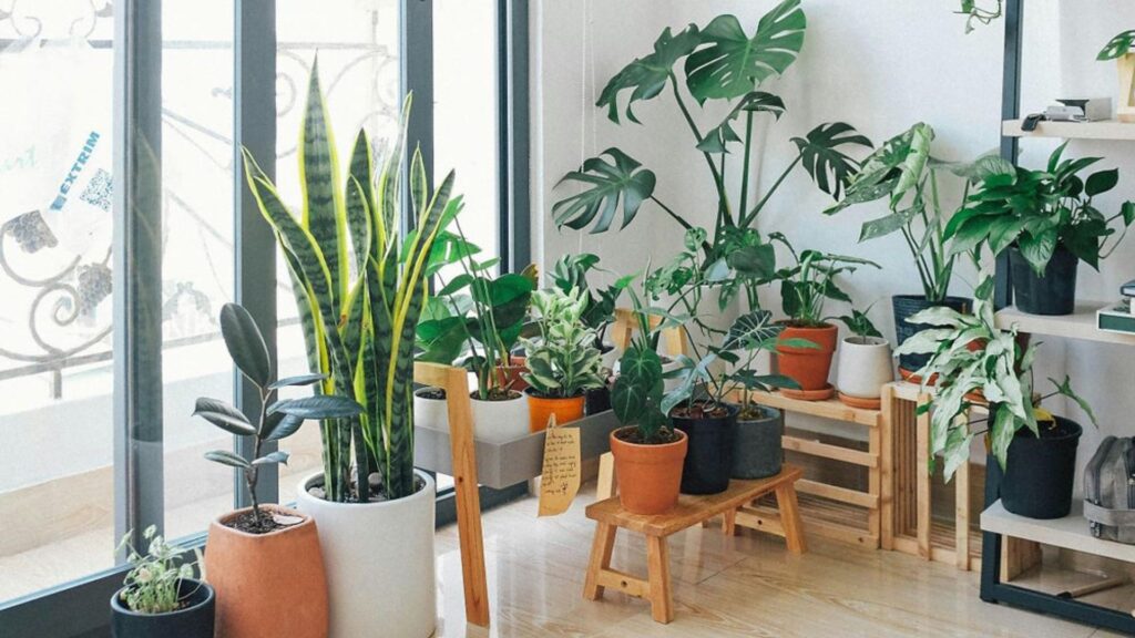 Low-light plants for apartments.