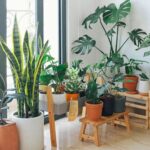 Low-light plants for apartments.