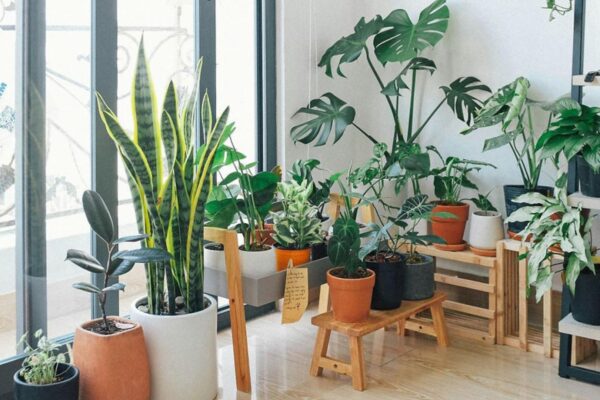 Low-light plants for apartments.