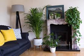 Low-light plants for apartments