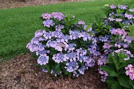 Low-maintenance shrubs for patios