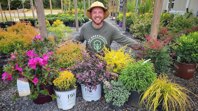 Low-maintenance shrubs for patios