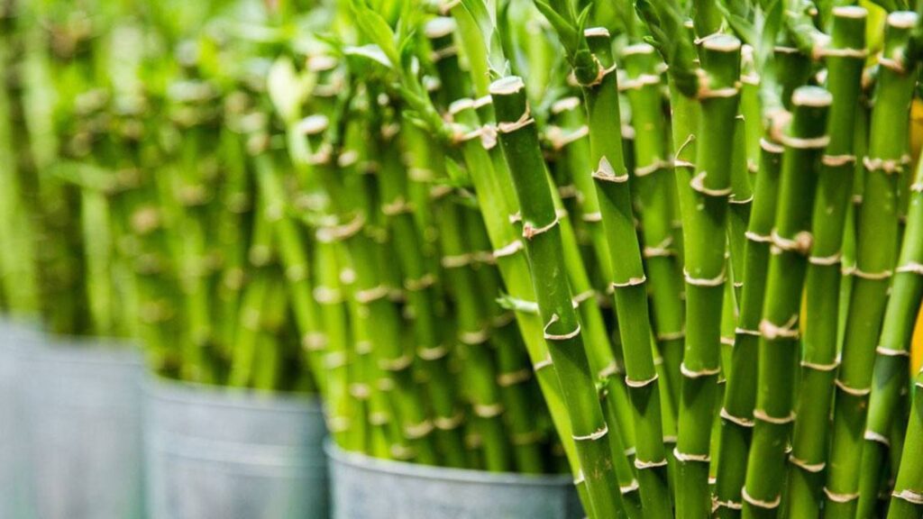 Most In-Demand Plants to Grow in a Home Nursery (1)