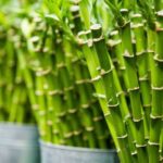 Most In-Demand Plants to Grow in a Home Nursery (1)