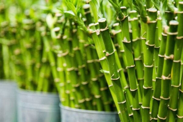 Most In-Demand Plants to Grow in a Home Nursery (1)