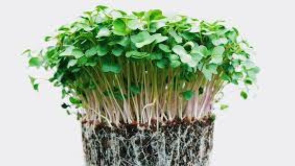 Most In-Demand Plants to Grow in a Home Nursery