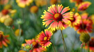Native plants for easy care