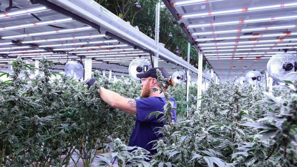 Nursery Layout Design: How to Maximize Space and Workflow