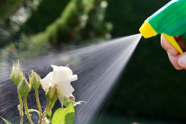 Nursery Pest Control Stay Safe.