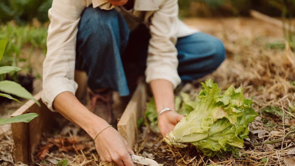 Nursery Soil Secrets For Happy Plants.
