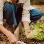 Nursery Soil Secrets For Happy Plants.