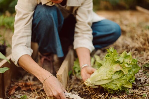 Nursery Soil Secrets For Happy Plants Nursery Soil Secrets For Happy Plants.