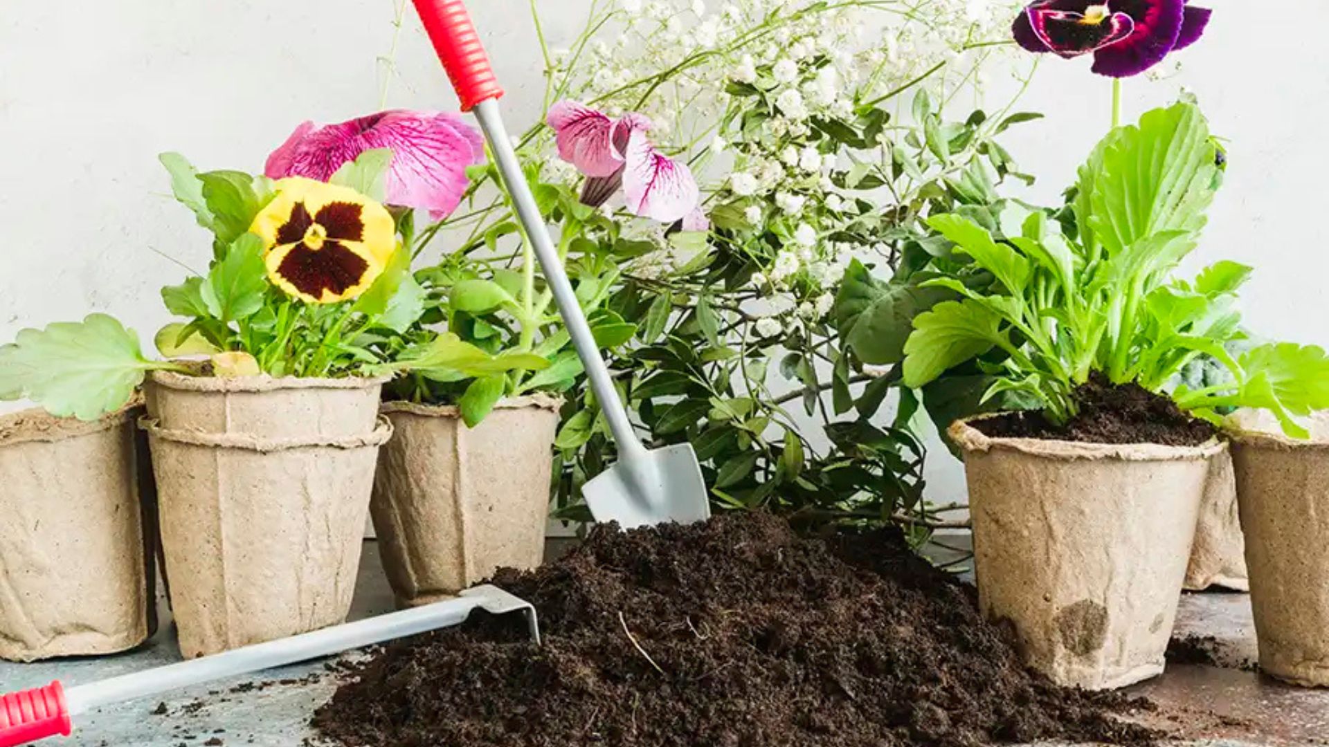 Nursery Soil Secrets For Happy Plants