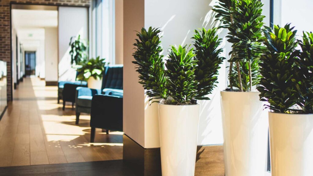 Offices Arranged Using Indoor Plants.