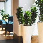 Offices Arranged Using Indoor Plants.