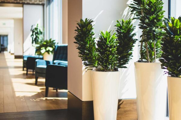 Offices Arranged Using Indoor Plants.