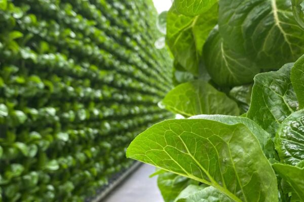 Organic Produce Success With Green Farming.
