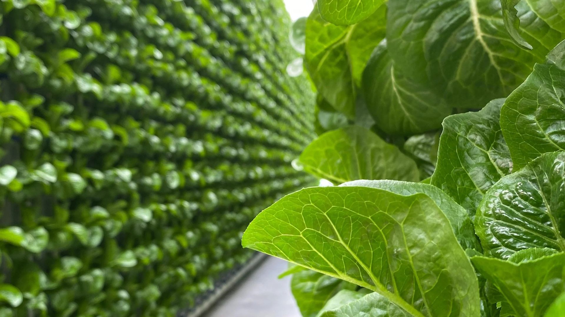 Organic Produce Success With Green Farming.