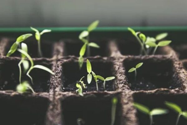 Organic fertilizers for nurseries