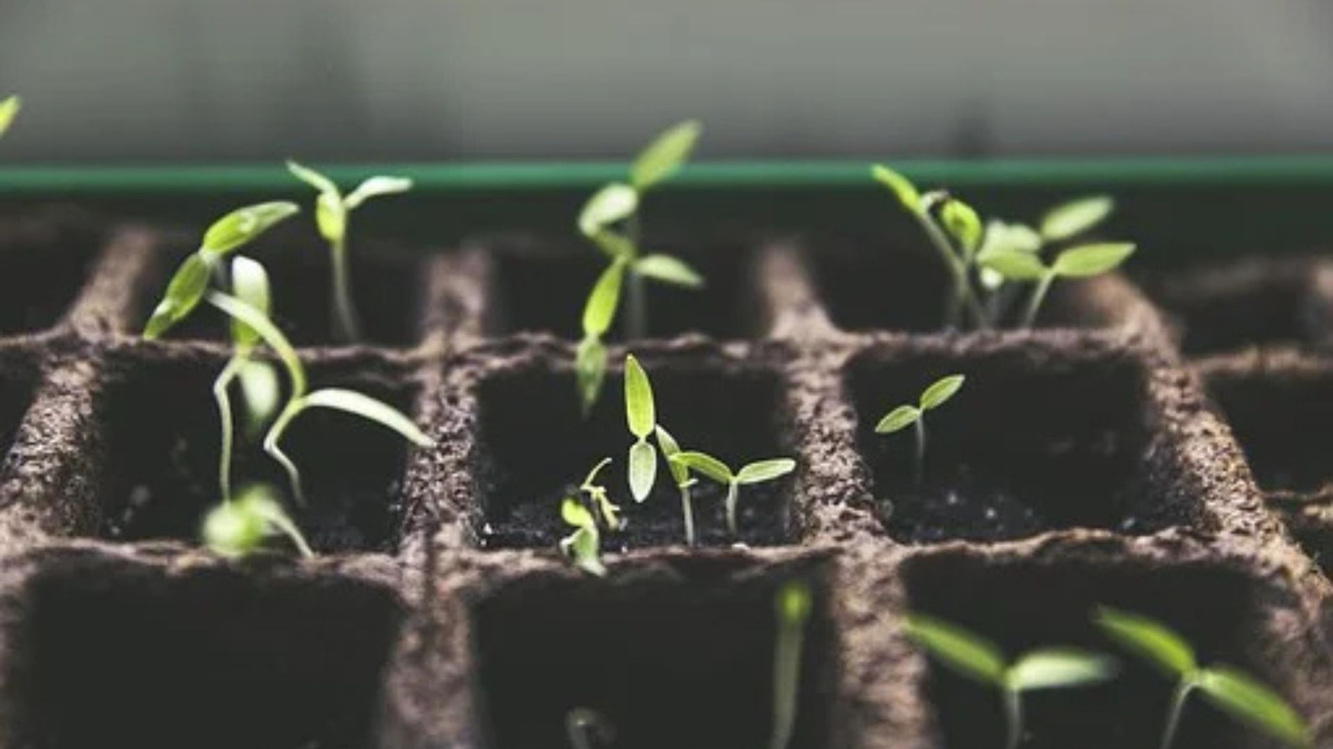Organic fertilizers for nurseries