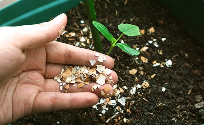Organic fertilizers that boost growth