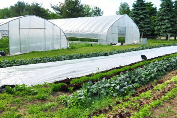 Organic vs. Green Farming What’s the Real Difference (1)
