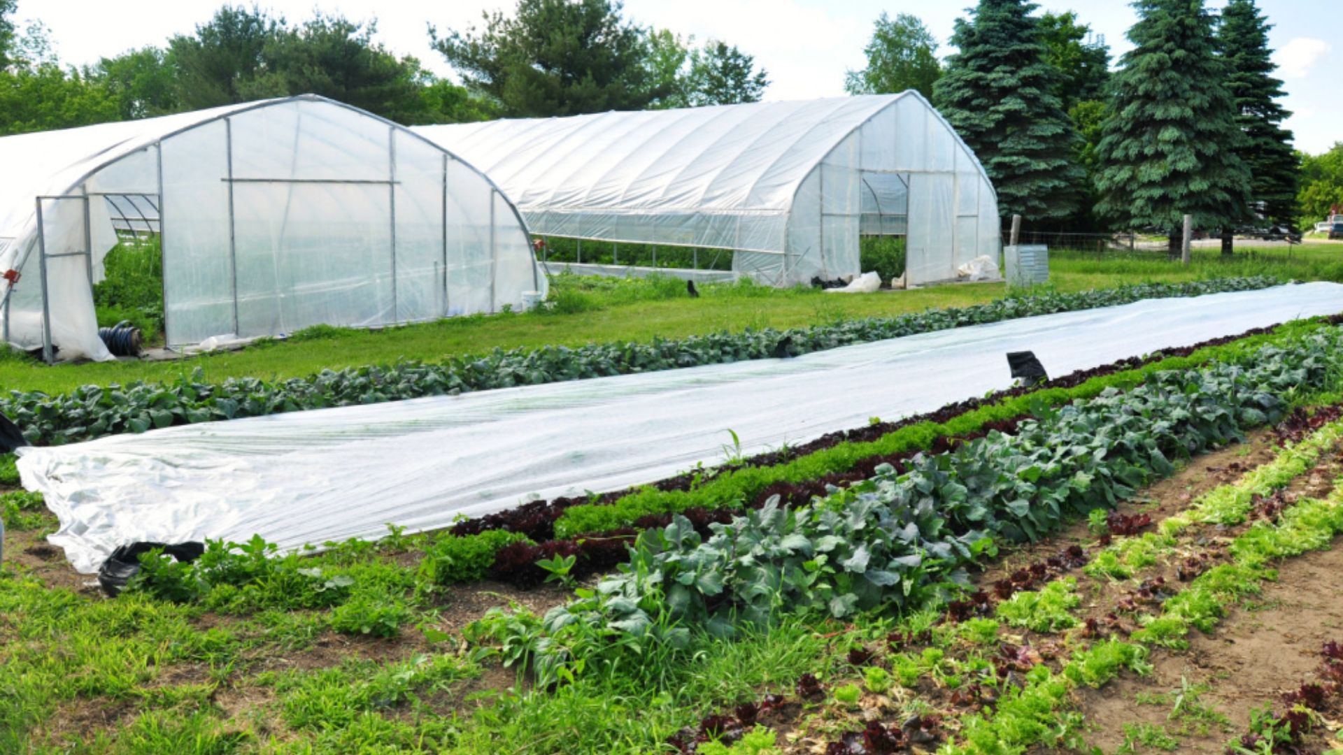 Organic vs. Green Farming What’s the Real Difference (1)