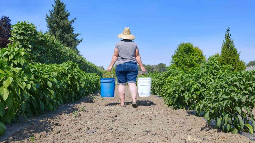 Organic vs. Green Farming What’s the Real Difference