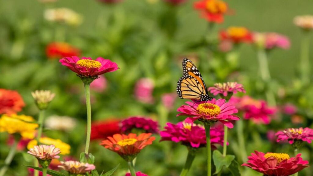 Outdoor Plants That Attract Pollinators (and Why You Need Them) (1)