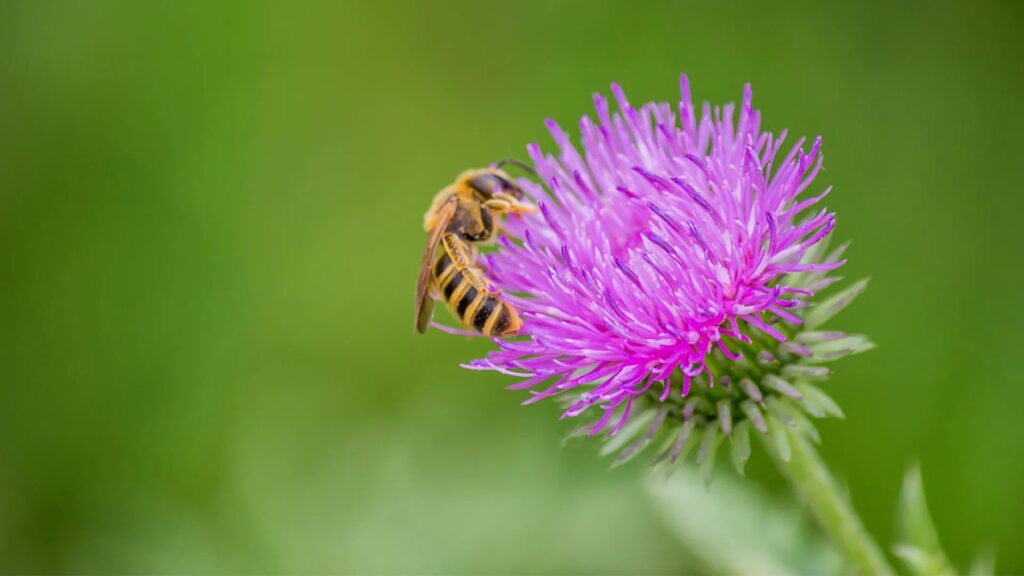 Outdoor Plants That Attract Pollinators (and Why You Need Them)
