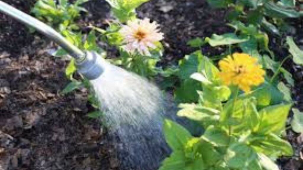 Outdoor plant watering tips.