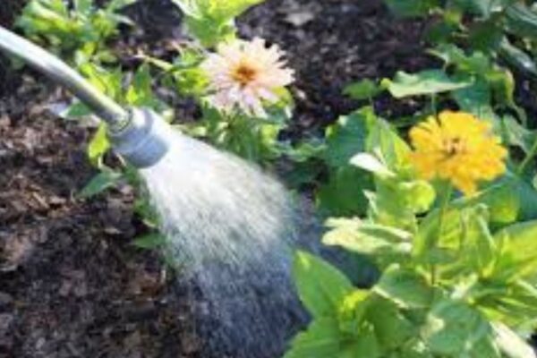 Outdoor plant watering tips.