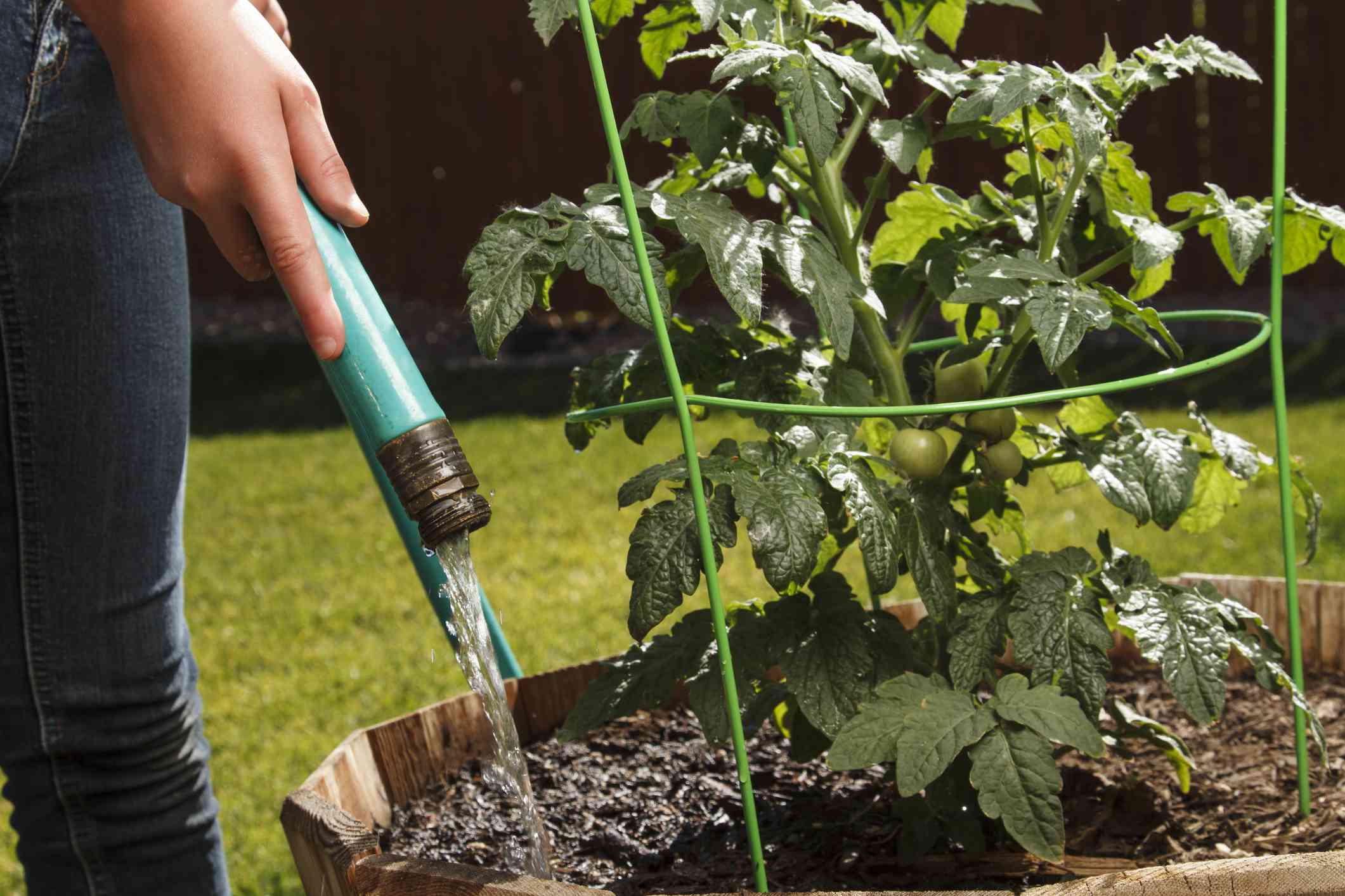 Outdoor plant watering tips