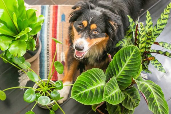 Pet-Friendly Indoor Plants That Are Safe for Cats and Dogs