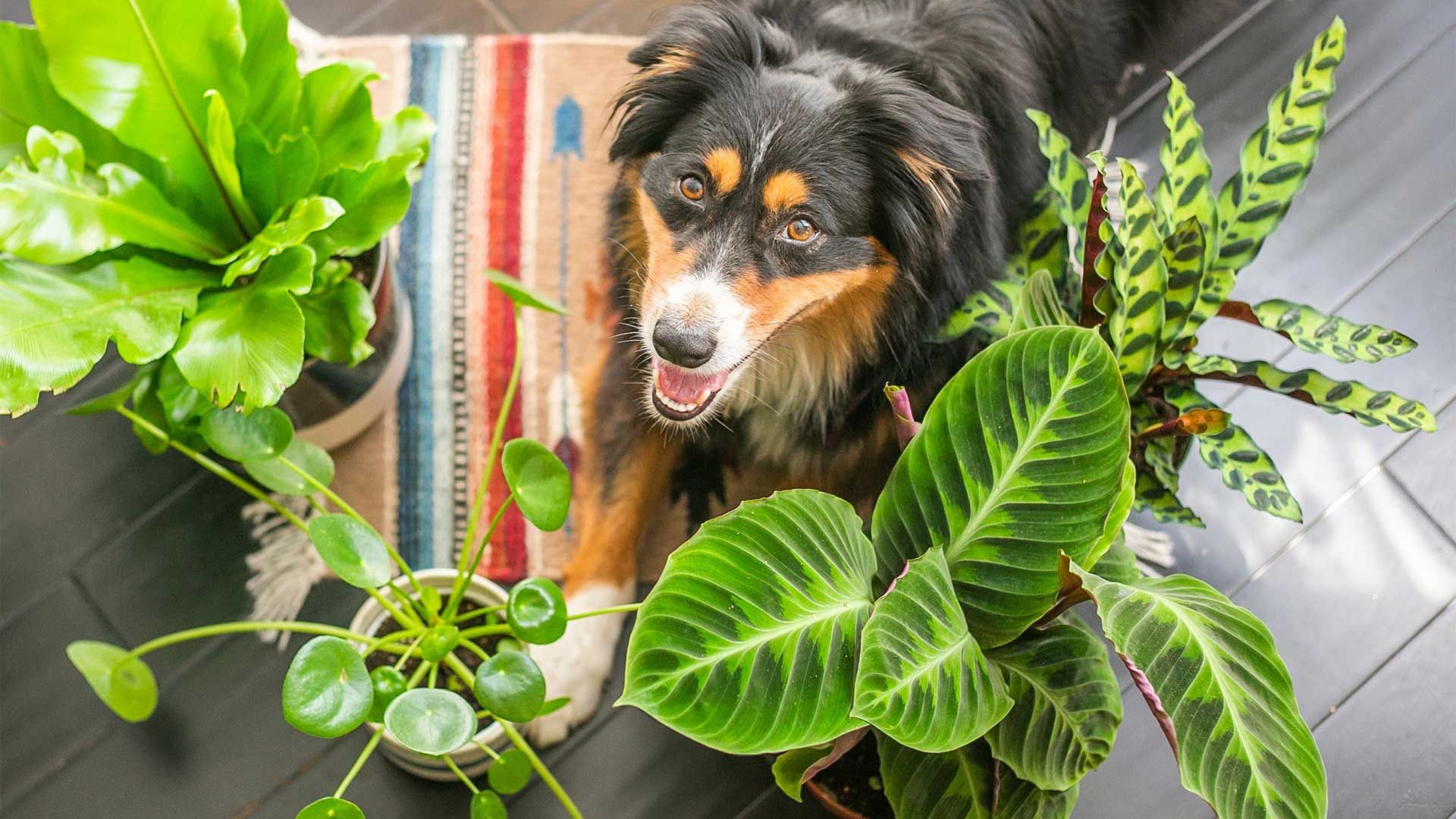 Pet-Friendly Indoor Plants That Are Safe for Cats and Dogs