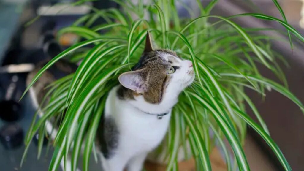 Pet-Friendly Indoor Plants That Are Safe for Cats and Dogs