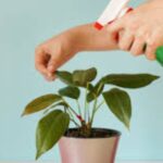 Plant care tips for beginners
