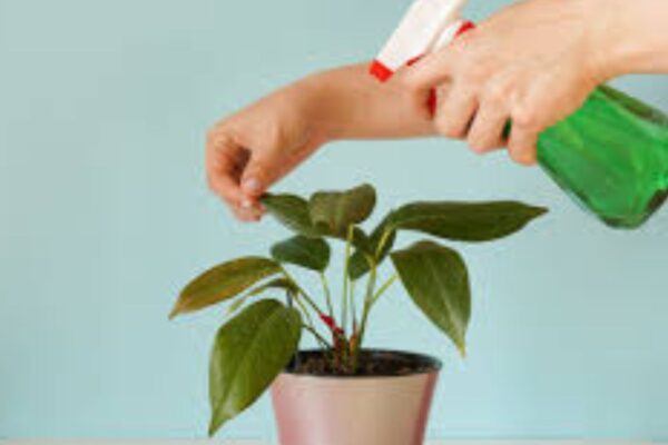Plant care tips for beginners