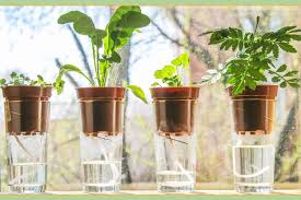 Plant care tips for beginners