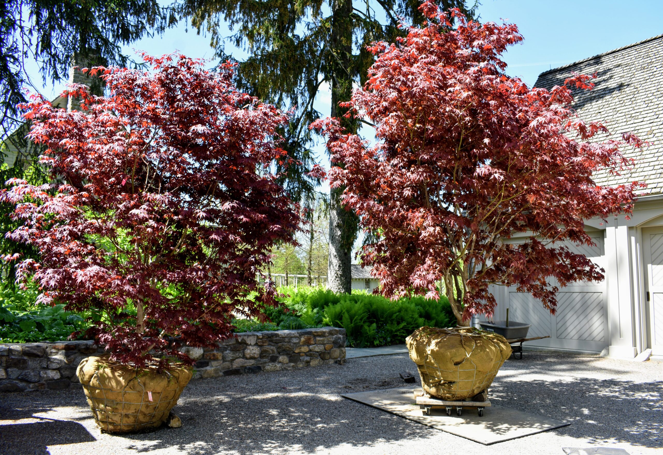 Planting trees for shade