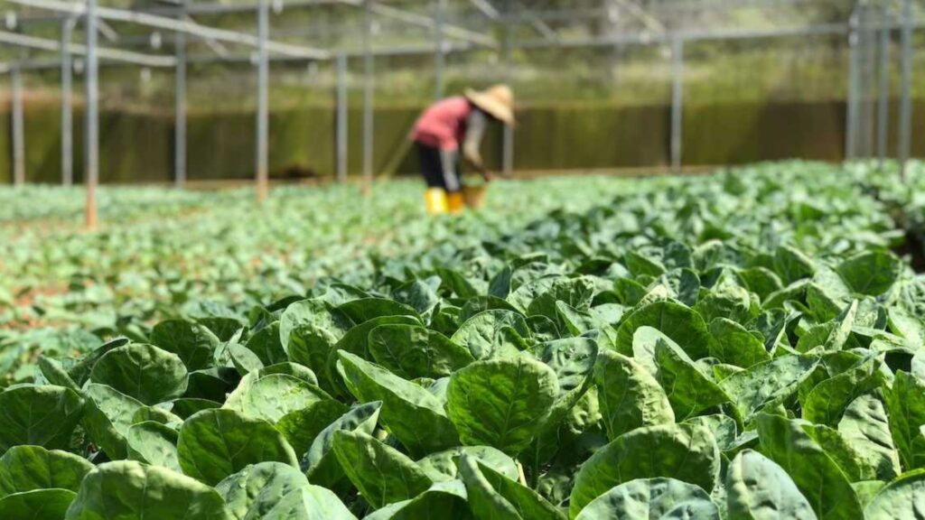 Profitable Crops for Small Green Farms in 2025