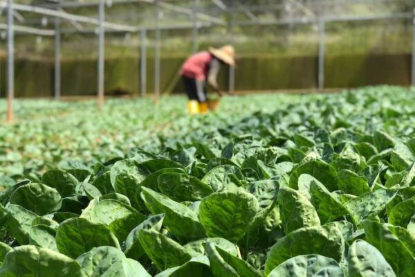 Profitable Crops for Small Green Farms in 2025 Profitable Crops for Small Green Farms in 2025