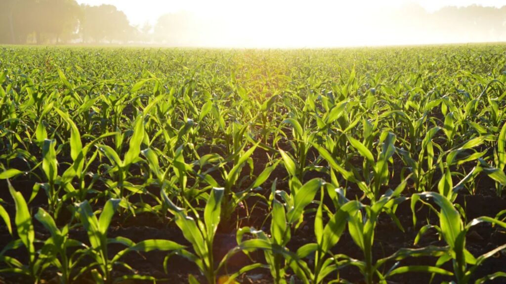 Profitable Crops for Small Green Farms in 2025